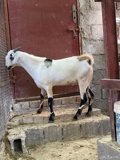 مشروع فخل بيشي 0