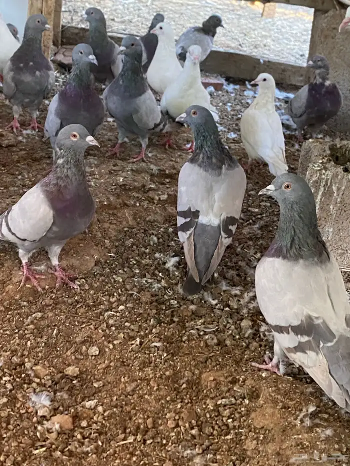 حمام سلفر وفرنسي سوبر جامبو وجامبو 1