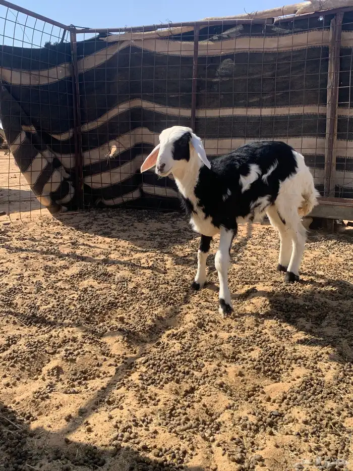 رخل مقفله شحم 4