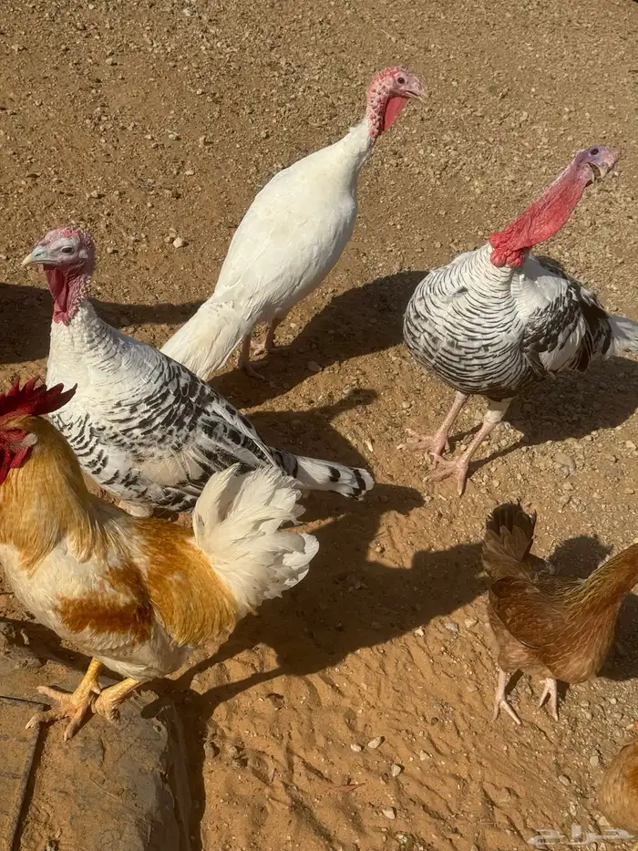 ديك رومي وثلاث دجاج 1