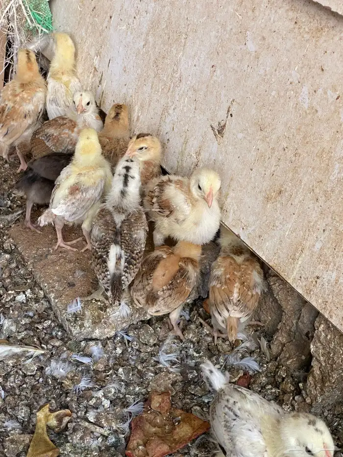 صوص دجاج بلدي 4