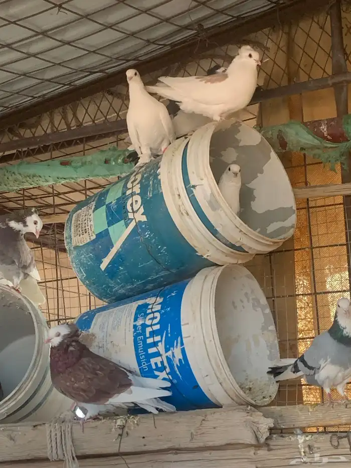 البيع حمام بلجيكي 6