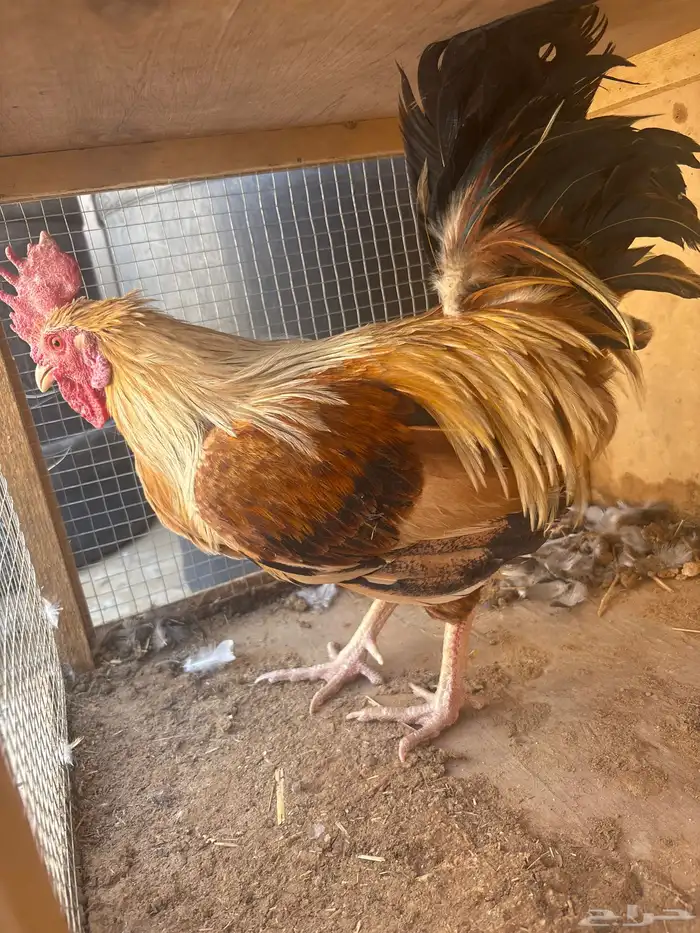 للبيع ديكه عربية 1