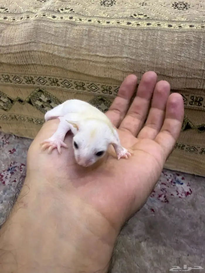 سنجاب شوقر قلايدر او الطائر 5