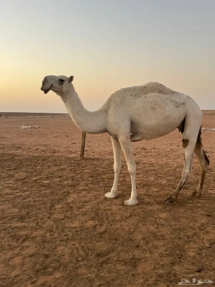 ضروبه وضحا شبب 2