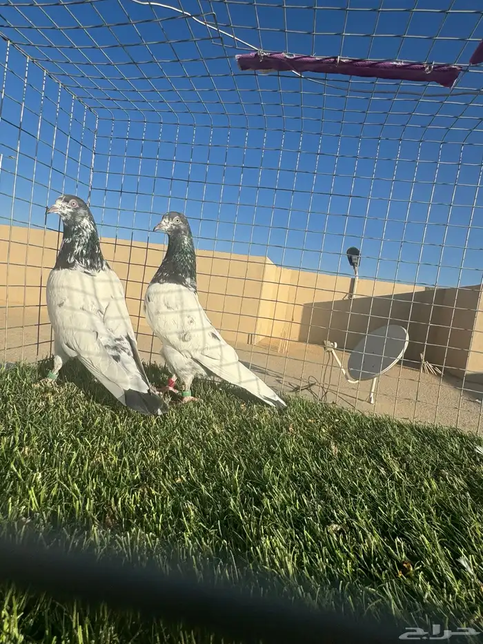 ( تم البيع ) 1