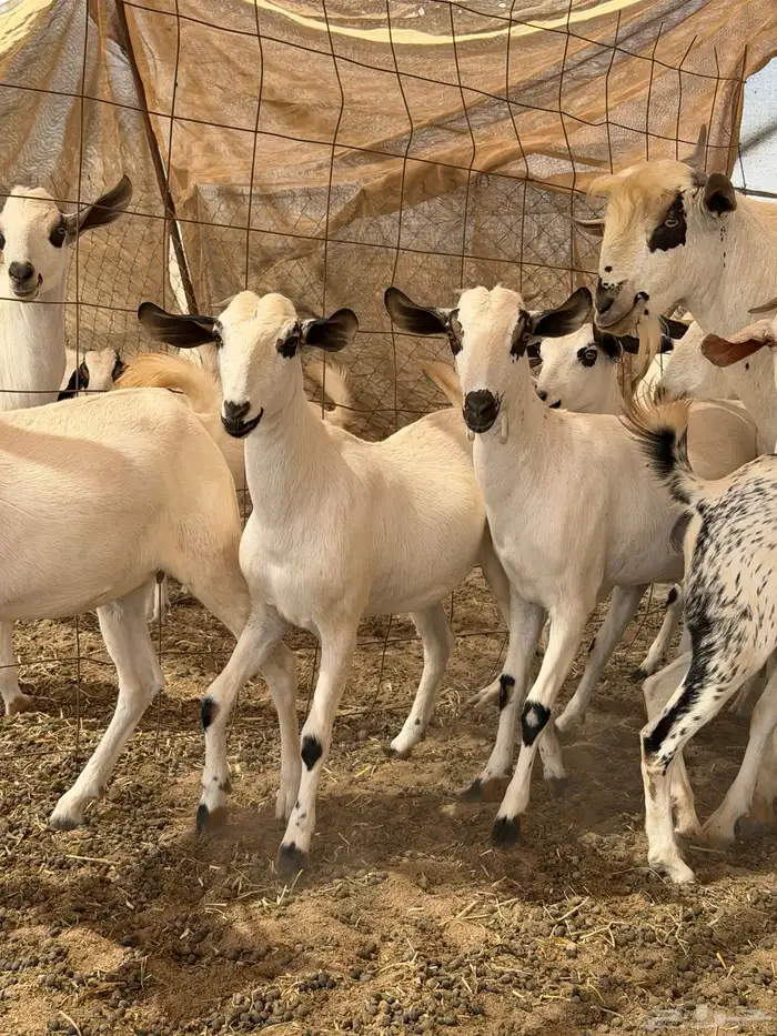غنم جفار بيشيات صنف 5