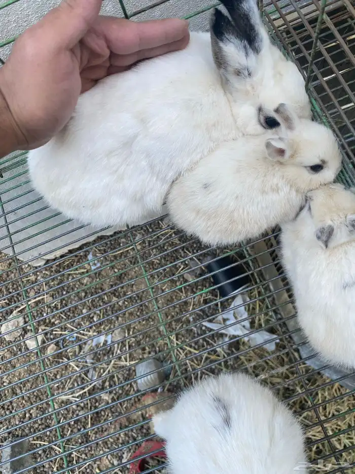 ارانب قزميه 6