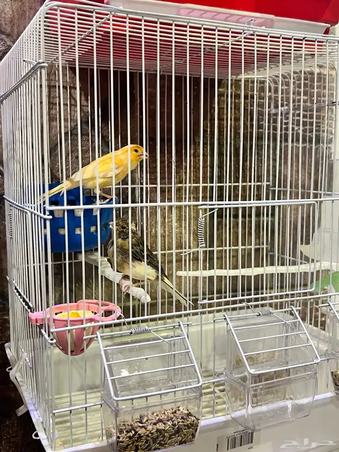 للبيع انثى كناري مع ولده وذكر كناري سوري 1