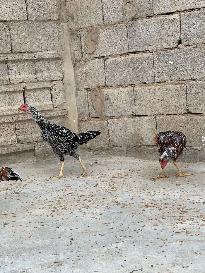 دجاج سندي للبيع 1
