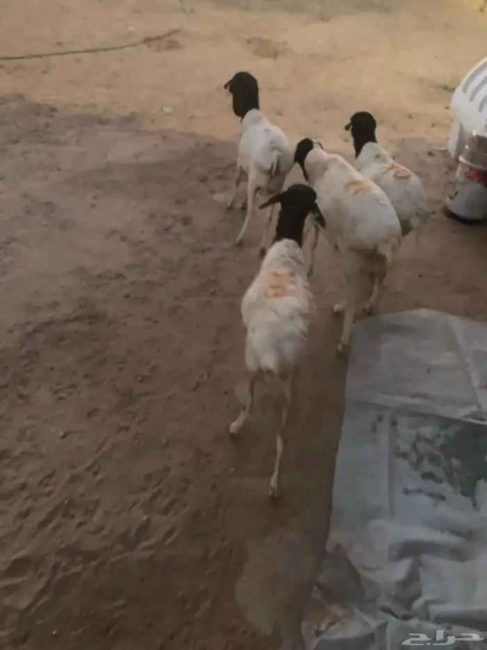 ذبايح برابر مربا شهر ونص 2