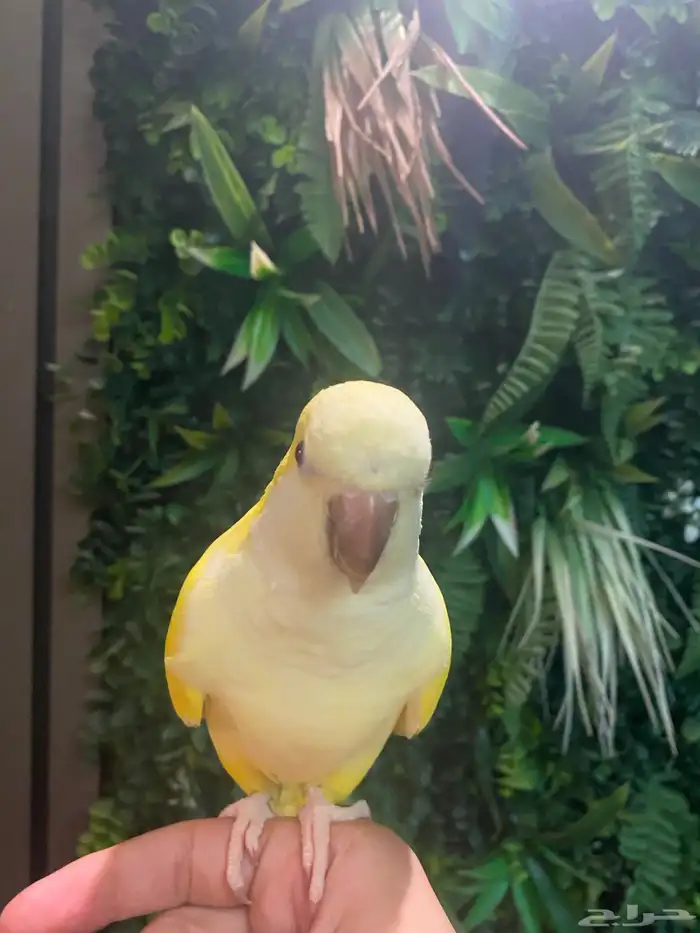 ببغاء كويكر لاتينو 1