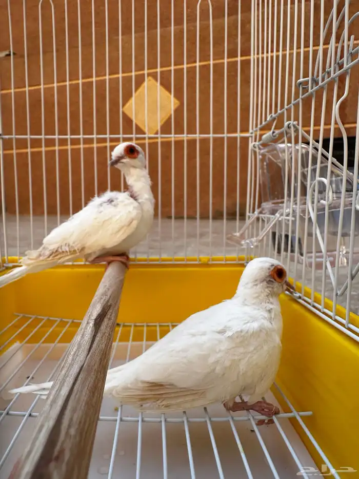 يمام سنو وايت 2