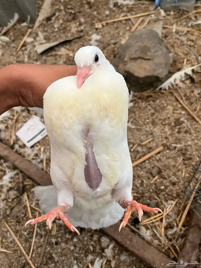 زغاليل حمام فرنسي سوبر جابو شحم ولحم 1