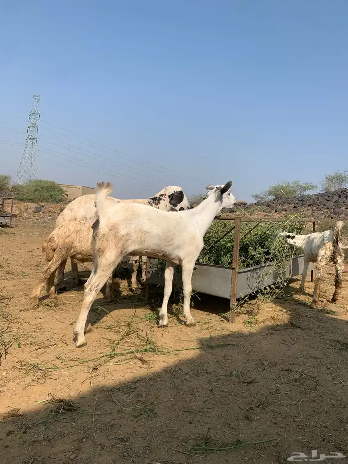 عناق لا البيع 0