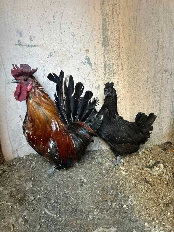 دجاج حباحب 4
