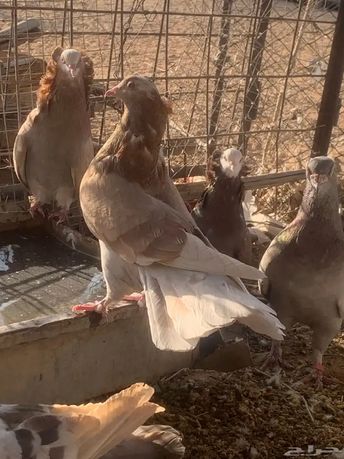 البيع حمام بلجيكي 7