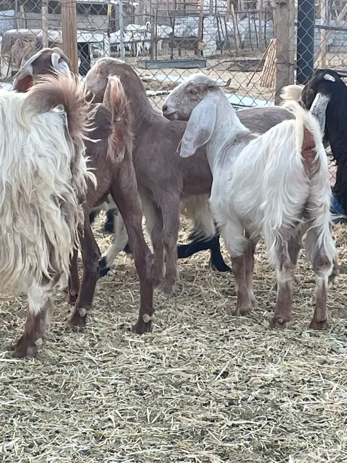 معزا مشاريك 4