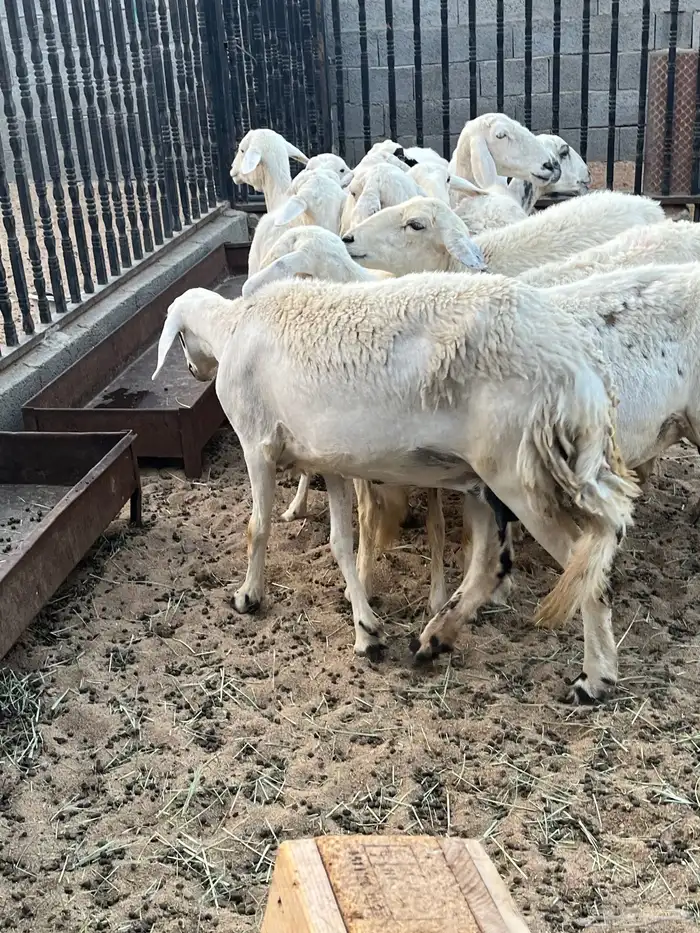 ضان ولد تم البيع 1