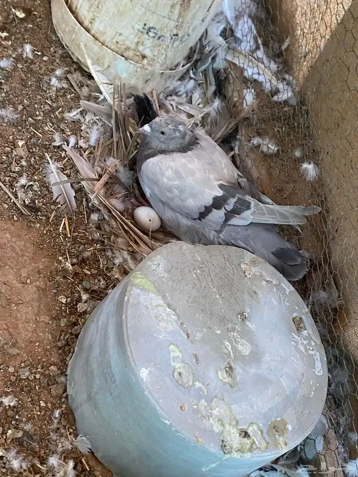 حمام سلفر وفرنسي سوبر جامبو وجامبو 0
