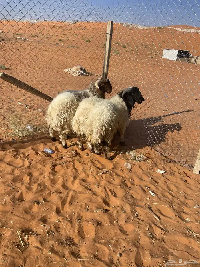 طليان نعيم 0