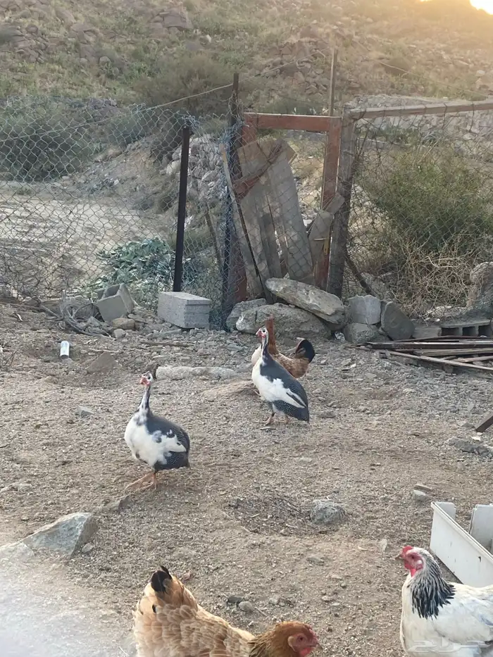 دجاج حبشي 1