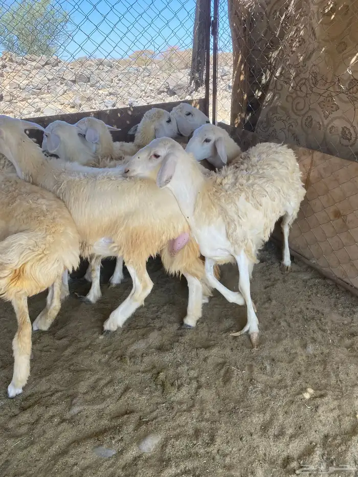 رخال طيبه 2