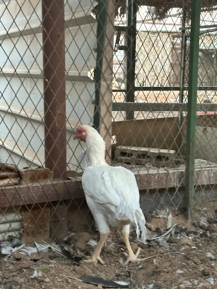 اطقم دجاج شامو - مستوى تب 10