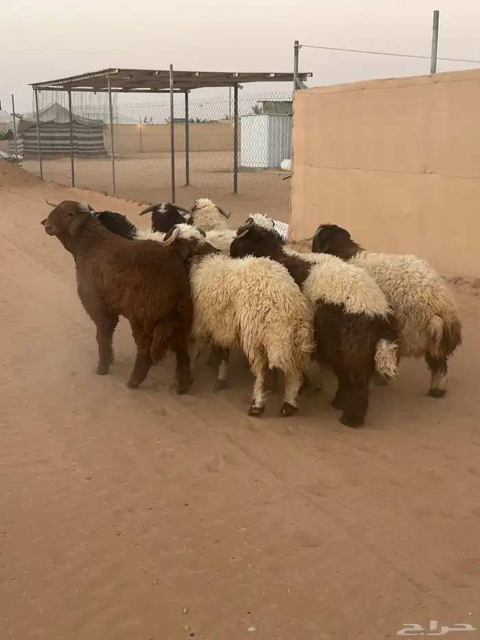 نعيمي ذبايح 1