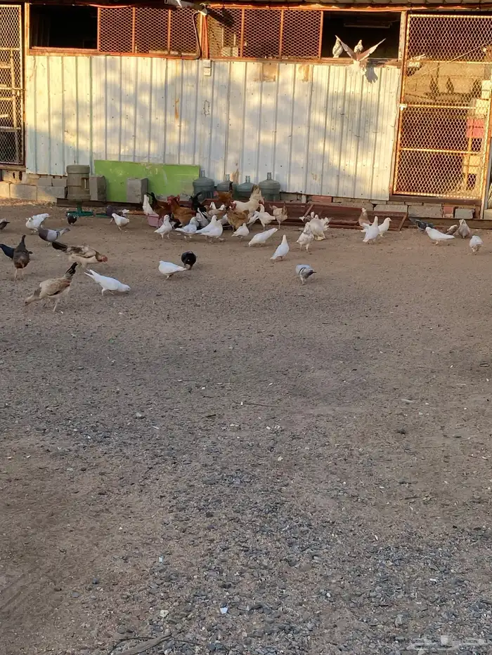 حمام فرنسي بلجيكي صنعاني 0