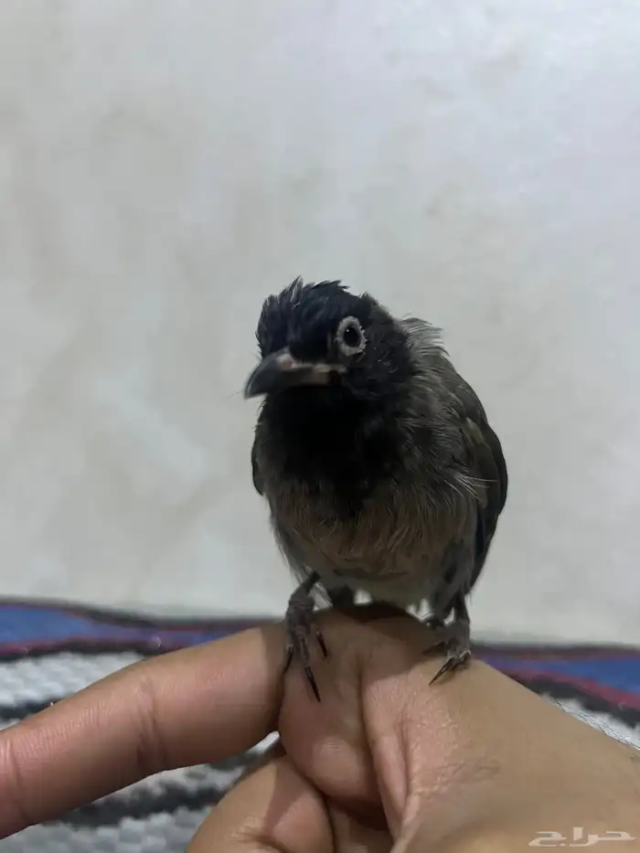 نغري او بلبل او كعيت 1
