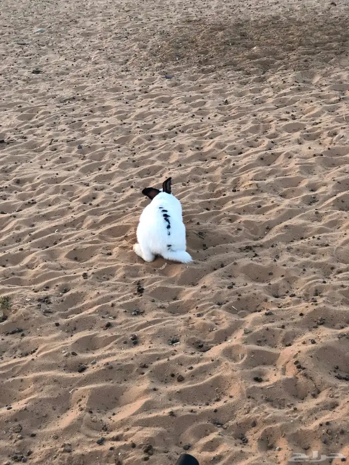 ذكر ارنب بابون 3