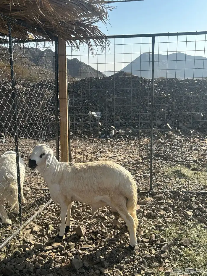 للبيع طلي ساكني جذع كايف 1