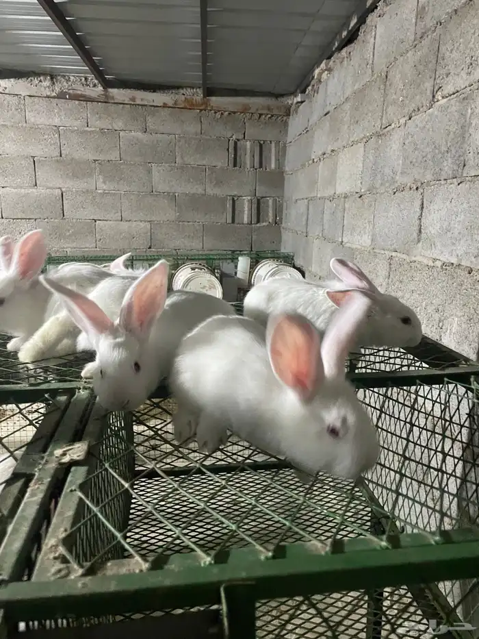 انتاج فلاندر 4