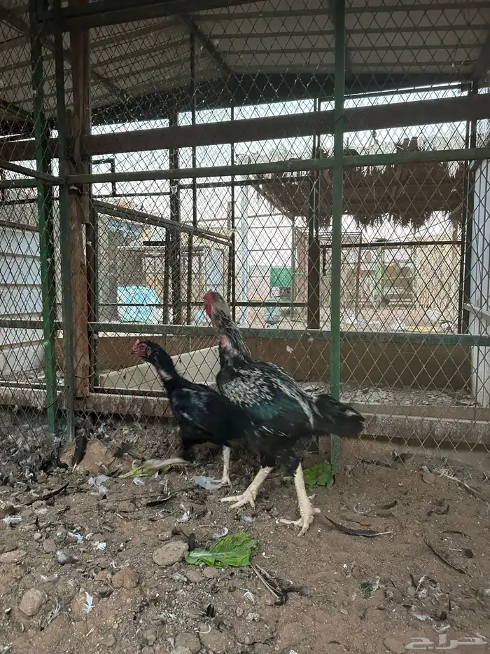 اطقم دجاج شامو - مستوى تب 17