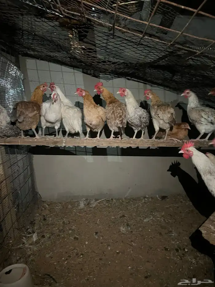 دجاج للبيع 0