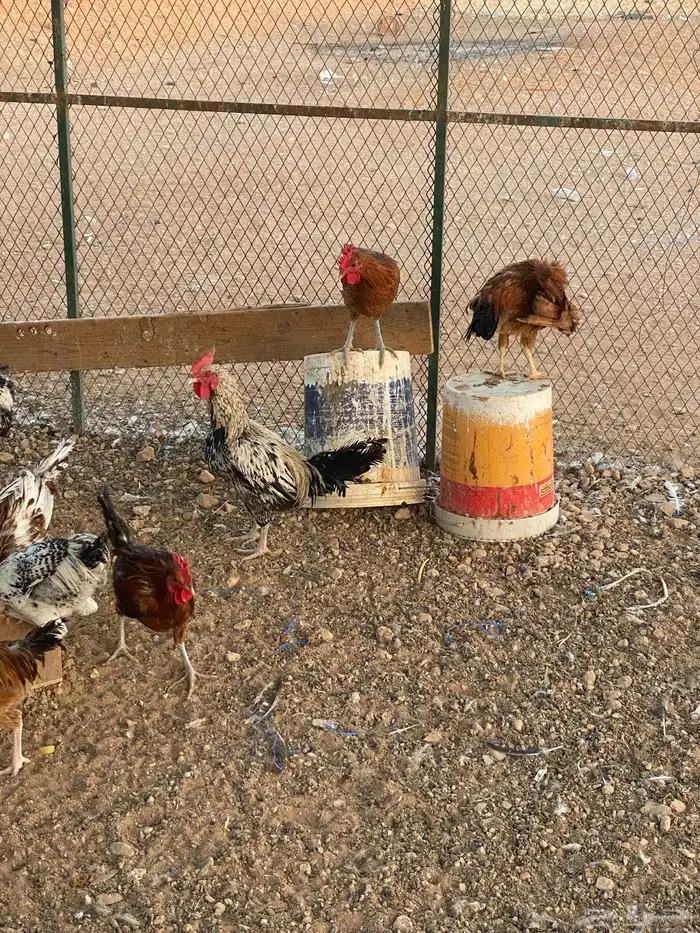 ديوك بلدي 11