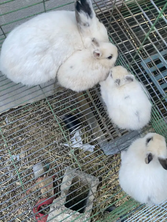 ارانب قزميه 9