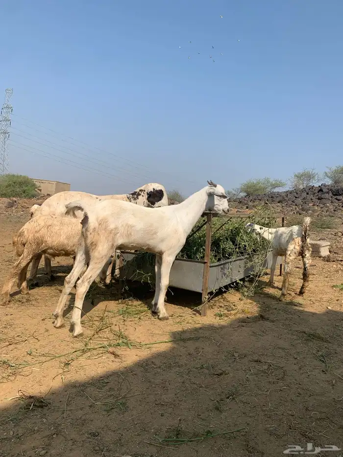 عناق لا البيع 1