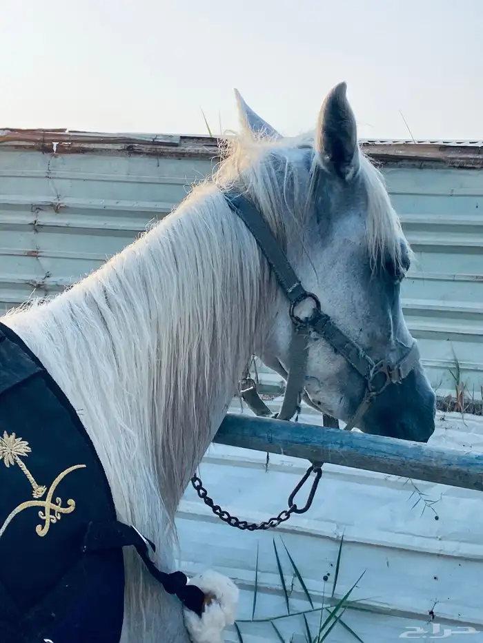 للبيع فرس شعبيه 0