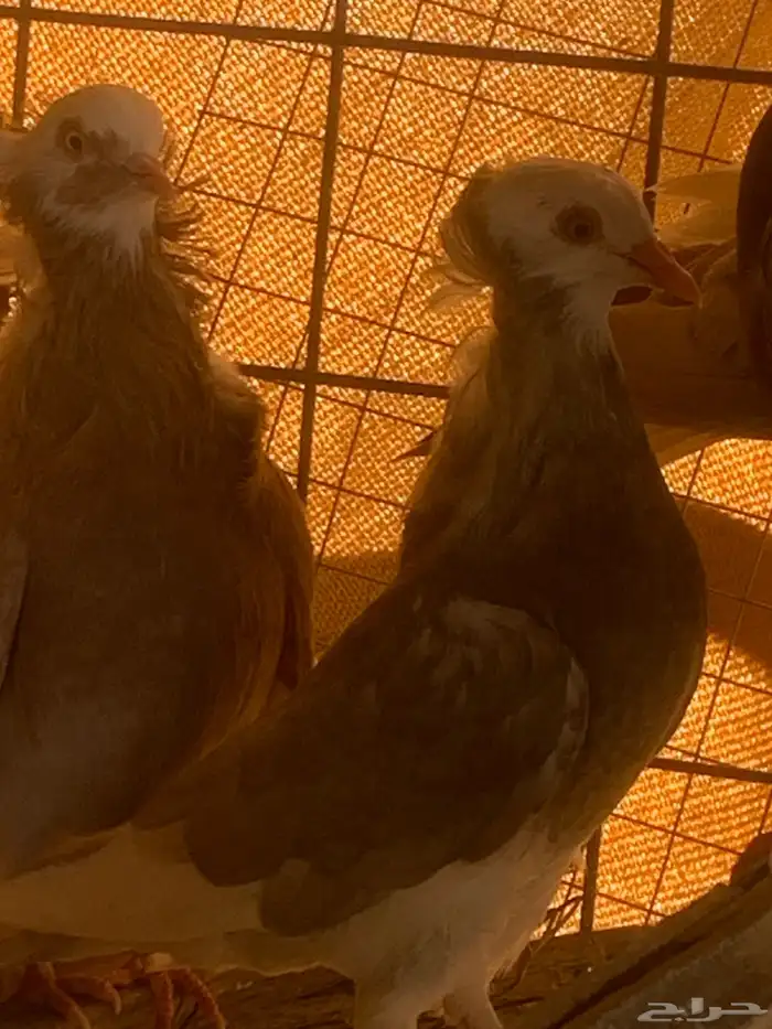 البيع حمام بلجيكي 8