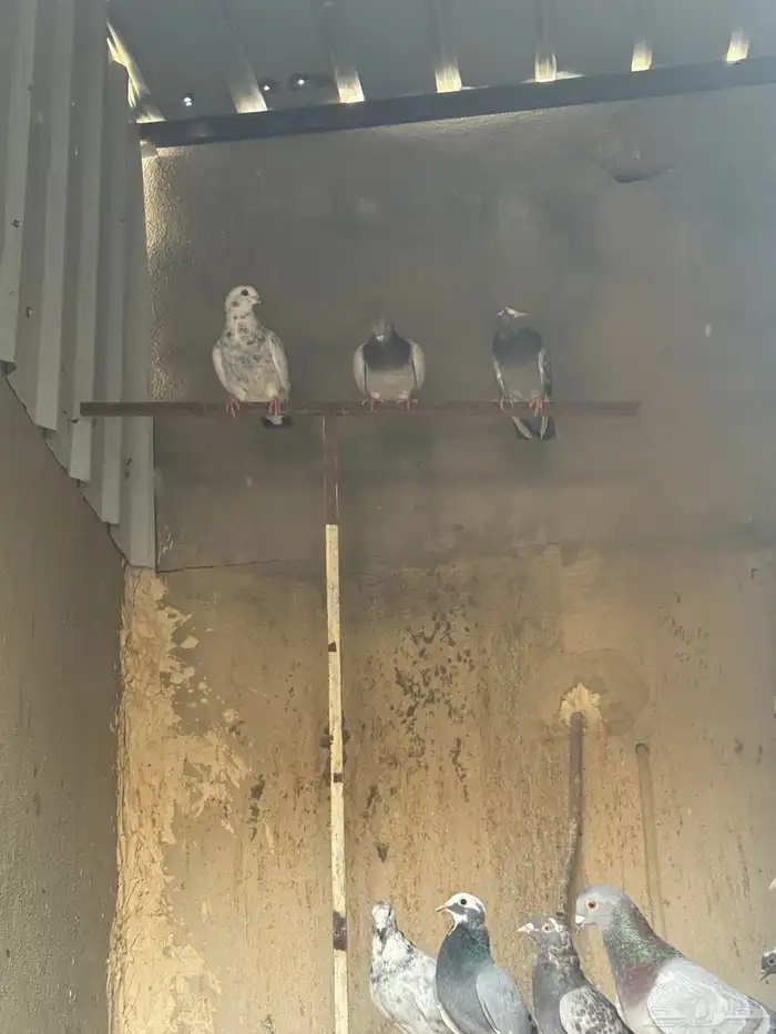للبيع علي السوم طيور حمام عشه كامله بفروخها منتجه شرط 2