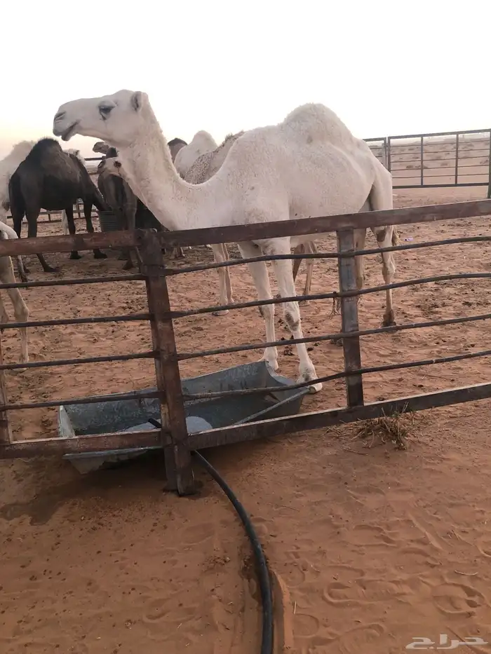 للبيع ضريبه وضحا 0