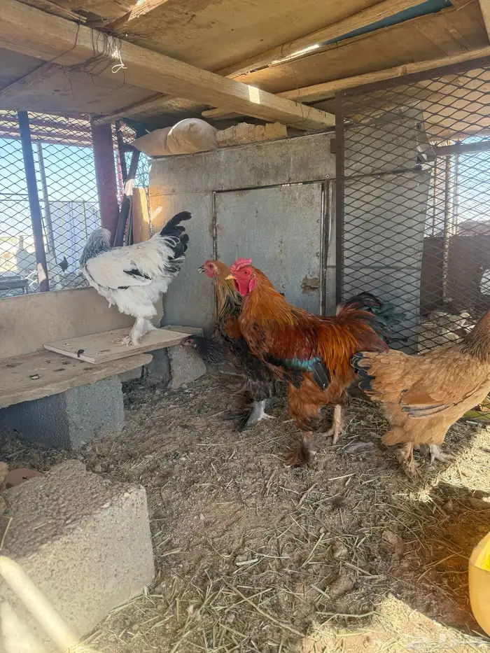 دجاج 1