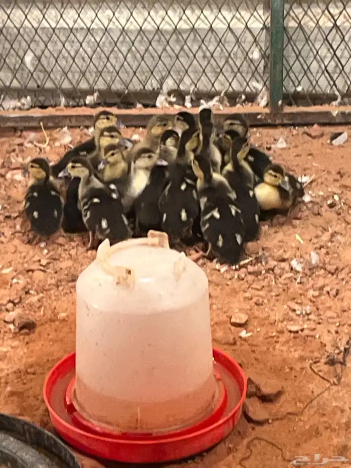 بط   المكسوفي 0