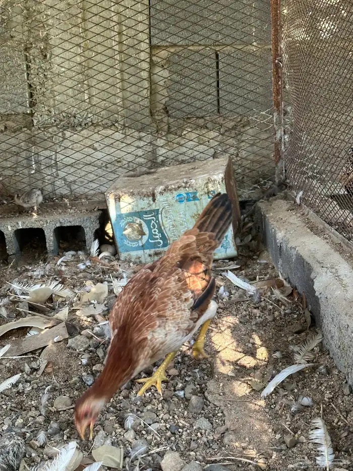 ديك ودجاجه بلدي اصيل 5
