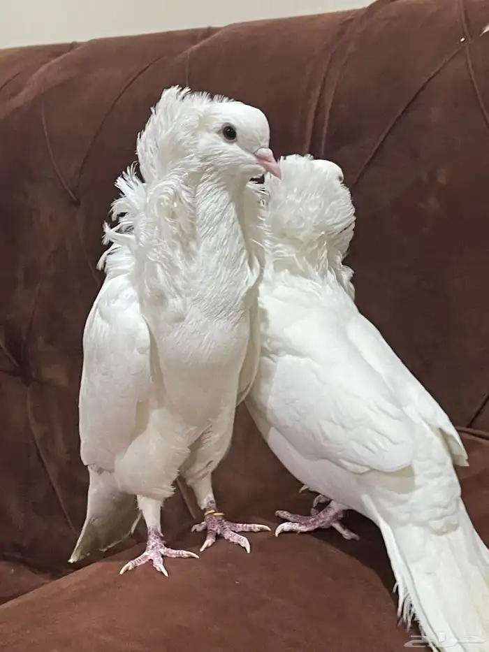 حمام بلجيكي 7