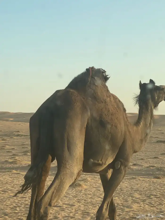ناقة نص وف خفوت لللبيع طيبة 1