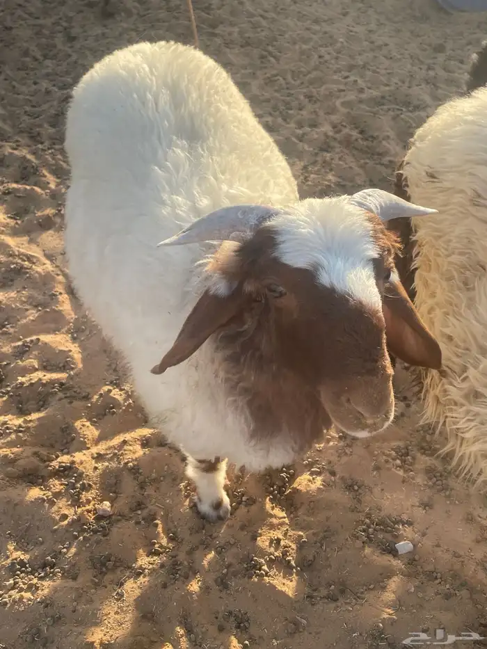 خروف هرفي 0