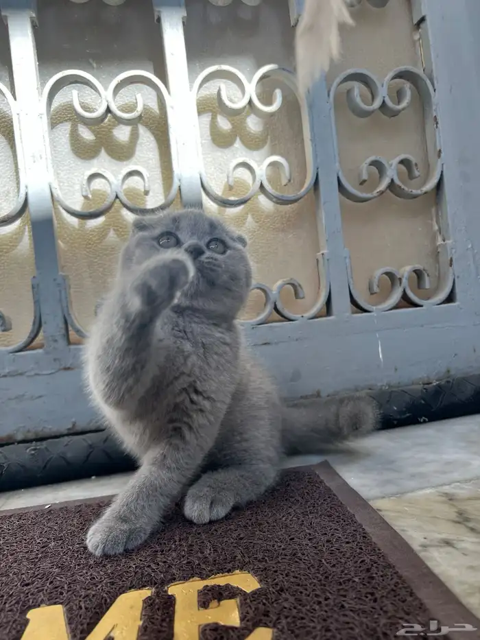 scottish fold kitten 7
